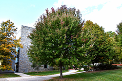 Brandywine Red Maple (Acer rubrum 'Brandywine') at Lurvey Garden Center