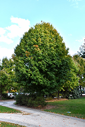 Legacy Sugar Maple (Acer saccharum 'Legacy') at Lurvey Garden Center