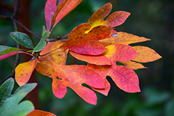 Sassafras (Sassafras albidum) at Make It Green Garden Centre