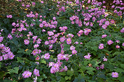 Prince Henry Anemone (Anemone hupehensis 'Prince Henry') at Make It Green Garden Centre