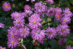 Prince Henry Anemone (Anemone hupehensis 'Prince Henry') at Lurvey Garden Center