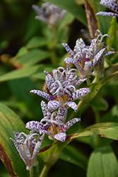 Toad Lily (Tricyrtis hirta) at Make It Green Garden Centre
