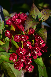 Maroon Swoon Weigela (Weigela 'Slingco 2') at Make It Green Garden Centre