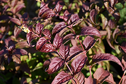 Kodiak Black Diervilla (Diervilla rivularis 'SMNDRSF') at Make It Green Garden Centre