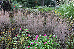 Standing Ovation Bluestem (Schizachyrium scoparium 'Standing Ovation') at Make It Green Garden Centre