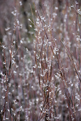 Standing Ovation Bluestem (Schizachyrium scoparium 'Standing Ovation') at Make It Green Garden Centre