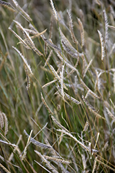 Blonde Ambition Blue Grama Grass (Bouteloua gracilis 'Blonde Ambition') at Lurvey Garden Center