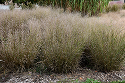 Shenandoah Reed Switch Grass (Panicum virgatum 'Shenandoah') at Make It Green Garden Centre