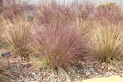 Hairawn Muhly (Muhlenbergia capillaris) at Make It Green Garden Centre