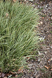 Variegated Grassy-Leaved Sweet Flag (Acorus gramineus 'Variegatus') at Lurvey Garden Center