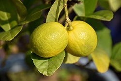 Key Lime (Citrus aurantifolia) at Make It Green Garden Centre