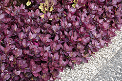 Purple Prince Alternanthera (Alternanthera brasiliana 'Purple Prince') at Make It Green Garden Centre