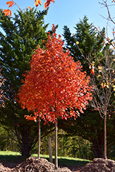 Flashfire Sugar Maple (Acer saccharum 'JFS-Caddo2') at Lurvey Garden Center