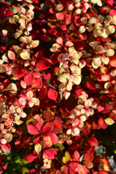 Golden Treasure Japanese Barberry (Berberis thunbergii 'Bogozam') at Lurvey Garden Center