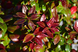 Blueberry Glaze Blueberry (Vaccinium 'ZF08-095') at Make It Green Garden Centre