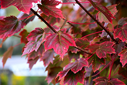 Brandywine Red Maple (Acer rubrum 'Brandywine') at Make It Green Garden Centre