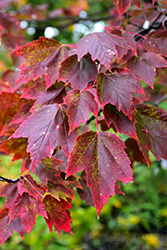Red Sunset Red Maple (Acer rubrum 'Franksred') at Make It Green Garden Centre