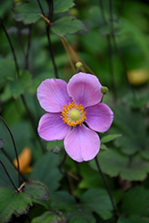 Lucky Charm Anemone (Anemone x hybrida 'Lucky Charm') at Lurvey Garden Center