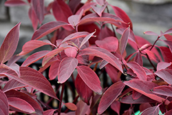 Arctic Fire Red Twig Dogwood (Cornus sericea 'Farrow') at Lurvey Garden Center