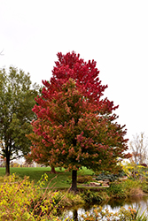 Red Sunset Red Maple (Acer rubrum 'Franksred') at Lurvey Garden Center