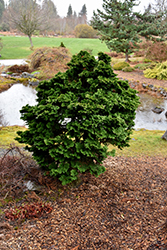 Dwarf Hinoki Falsecypress (Chamaecyparis obtusa 'Nana Gracilis') at Lurvey Garden Center