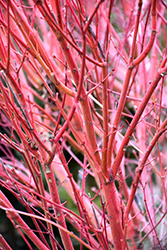 Coral Bark Japanese Maple (Acer palmatum 'Sango Kaku') at Make It Green Garden Centre