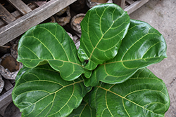 Fiddle Leaf Fig (Ficus lyrata) at Make It Green Garden Centre