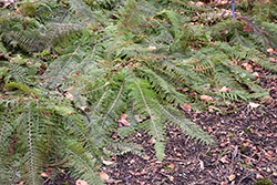 Herrenhausen Shield Fern (Polystichum setiferum 'Herrenhausen') at Make It Green Garden Centre