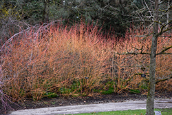 Midwinter Fire Dogwood (Cornus sanguinea 'Midwinter Fire') at Make It Green Garden Centre