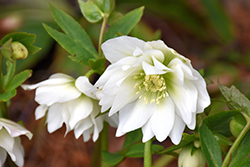 Sparkling Diamond Hellebore (Helleborus 'Sparkling Diamond') at Make It Green Garden Centre