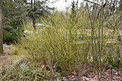 Yellow Twig Dogwood (Cornus sericea 'Flaviramea') at Make It Green Garden Centre
