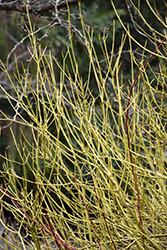 Yellow Twig Dogwood (Cornus sericea 'Flaviramea') at Lurvey Garden Center