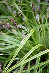 EverColor Everlime Japanese Sedge (Carex oshimensis 'Everlime') at Make It Green Garden Centre