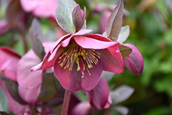 Penny's Pink Hellebore (Helleborus 'Penny's Pink') at Make It Green Garden Centre