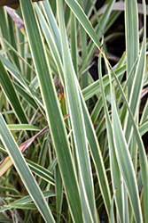 Golden Ray New Zealand Flax (Phormium 'Golden Ray') at Make It Green Garden Centre