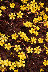 Burgundy Bliss Shamrock (Oxalis vulcanicola 'Burgundy Bliss') at Make It Green Garden Centre