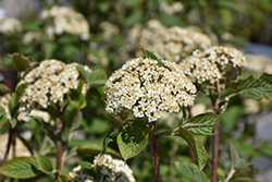 Mohican Viburnum (Viburnum lantana 'Mohican') at Make It Green Garden Centre