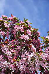 Courageous Flowering Crab (Malus 'DurLawrence') at Make It Green Garden Centre