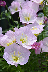 Siskiyou Mexican Evening Primrose (Oenothera berlandieri 'Siskiyou') at Make It Green Garden Centre