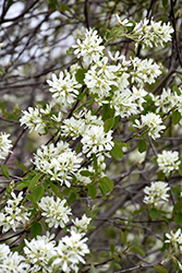 Martin Saskatoon (Amelanchier alnifolia 'Martin') at Make It Green Garden Centre