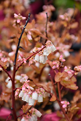 Brunswick Lowbush Blueberry (Vaccinium angustifolium 'Brunswick') at Make It Green Garden Centre