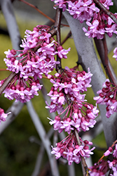 Lavender Twist Redbud (Cercis canadensis 'Covey') at Lurvey Garden Center