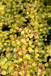 Cesky Gold Dwarf Birch (Betula x plettkei 'Golden Treasure') at Make It Green Garden Centre