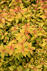 Sundrop Spirea (Spiraea 'Bailcarol') at Make It Green Garden Centre