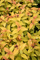 Sparkling Carpet Spirea (Spiraea japonica 'Sparkling Carpet') at Make It Green Garden Centre