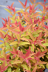 Froebelii Spirea (Spiraea x bumalda 'Froebelii') at Make It Green Garden Centre