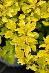 Tiny Wine Gold Ninebark (Physocarpus opulifolius 'SMNPOTWG') at Make It Green Garden Centre