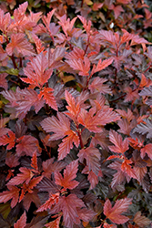 Coppertina Ninebark (Physocarpus opulifolius 'Mindia') at Lurvey Garden Center