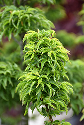 Lions Head Japanese Maple (Acer palmatum 'Shishigashira') at Lurvey Garden Center