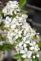 Valentine Cherry (Prunus 'Valentine') at Make It Green Garden Centre